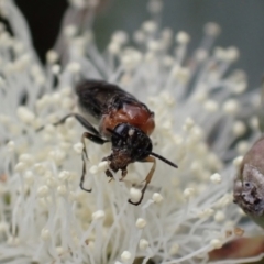 Eurys sp. (genus) (Eurys sawfly) at Murrumbateman, NSW - 20 Nov 2023 by SimoneC
