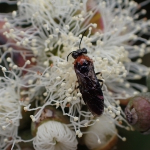 Eurys sp. (genus) at Murrumbateman, NSW - 20 Nov 2023