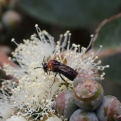 Eurys sp. (genus) at Murrumbateman, NSW - 20 Nov 2023