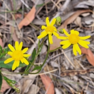 Senecio madagascariensis at Wollondilly Local Government Area - 20 Nov 2023 11:58 AM