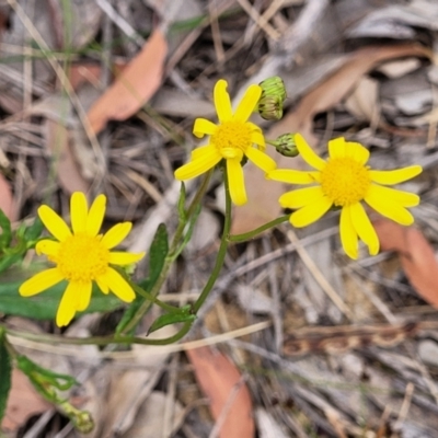 Senecio madagascariensis (Madagascan Fireweed, Fireweed) at Thirlmere, NSW - 20 Nov 2023 by trevorpreston