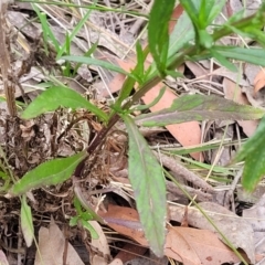 Senecio madagascariensis at Wollondilly Local Government Area - 20 Nov 2023 11:58 AM