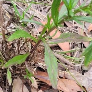 Senecio madagascariensis at Wollondilly Local Government Area - 20 Nov 2023