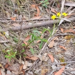 Senecio madagascariensis at Wollondilly Local Government Area - 20 Nov 2023