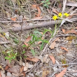 Senecio madagascariensis at Wollondilly Local Government Area - 20 Nov 2023 11:58 AM