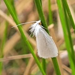 Tipanaea patulella at Wollondilly Local Government Area - 20 Nov 2023 by trevorpreston