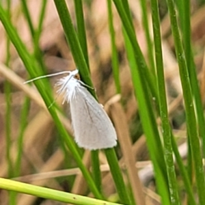 Tipanaea patulella at Wollondilly Local Government Area - 20 Nov 2023 11:57 AM