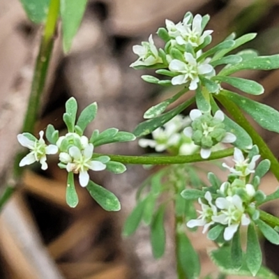 Poranthera microphylla (Small Poranthera) at Wollondilly Local Government Area - 20 Nov 2023 by trevorpreston