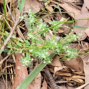 Poranthera microphylla at Wollondilly Local Government Area - 20 Nov 2023 11:54 AM