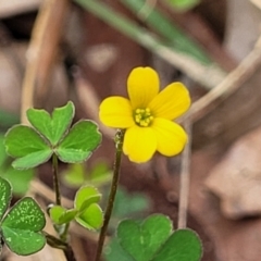 Oxalis perennans (Grassland Wood Sorrel) at Wollondilly Local Government Area - 20 Nov 2023 by trevorpreston
