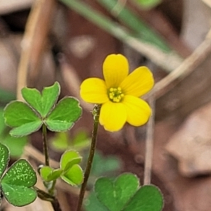 Oxalis perennans at Wollondilly Local Government Area - 20 Nov 2023 11:54 AM