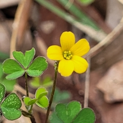 Oxalis perennans (Grassland Wood Sorrel) at Thirlmere, NSW - 20 Nov 2023 by trevorpreston