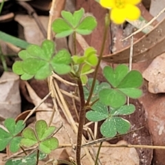 Oxalis perennans at Wollondilly Local Government Area - 20 Nov 2023