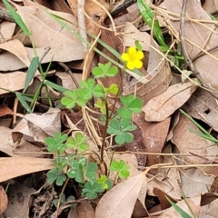 Oxalis perennans at Wollondilly Local Government Area - 20 Nov 2023 11:54 AM