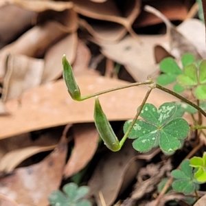 Oxalis perennans at Wollondilly Local Government Area - 20 Nov 2023 11:54 AM