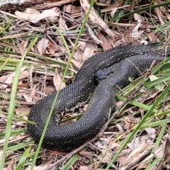 Morelia spilota spilota (Diamond Python) at Thirlmere, NSW - 20 Nov 2023 by trevorpreston