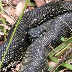 Morelia spilota spilota at Wollondilly Local Government Area - 20 Nov 2023