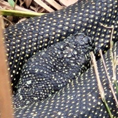 Morelia spilota spilota at Wollondilly Local Government Area - 20 Nov 2023 11:53 AM
