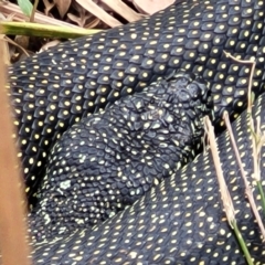 Morelia spilota spilota at Wollondilly Local Government Area - 20 Nov 2023