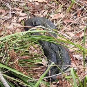 Morelia spilota spilota at Wollondilly Local Government Area - 20 Nov 2023