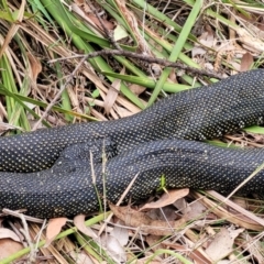 Morelia spilota spilota at Wollondilly Local Government Area - 20 Nov 2023