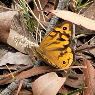 Heteronympha merope (Common Brown Butterfly) at Thirlmere Lakes National Park - 20 Nov 2023 by trevorpreston