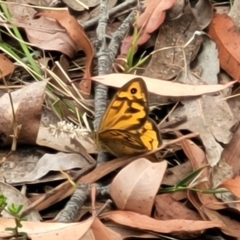 Heteronympha merope at Thirlmere Lakes National Park - 20 Nov 2023 11:45 AM