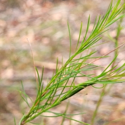 Platysace linearifolia (Narrow-leaved Platysace) at Thirlmere, NSW - 20 Nov 2023 by trevorpreston