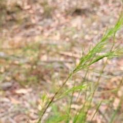 Platysace linearifolia at Wollondilly Local Government Area - 20 Nov 2023