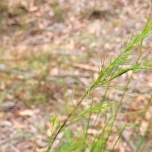Platysace linearifolia at Wollondilly Local Government Area - 20 Nov 2023 11:42 AM