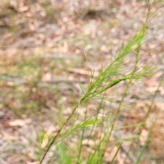 Platysace linearifolia at Wollondilly Local Government Area - 20 Nov 2023