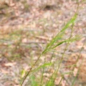 Platysace linearifolia at Wollondilly Local Government Area - 20 Nov 2023 11:42 AM