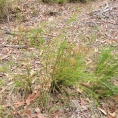 Platysace linearifolia at Wollondilly Local Government Area - 20 Nov 2023 11:42 AM