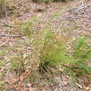 Platysace linearifolia at Wollondilly Local Government Area - 20 Nov 2023