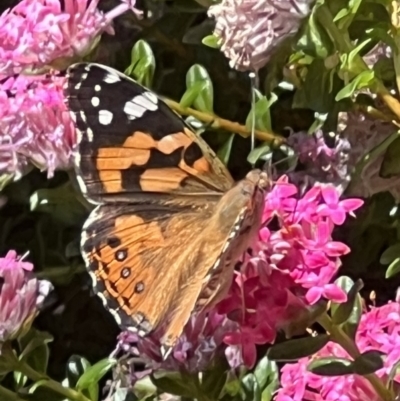 Vanessa kershawi (Australian Painted Lady) at ANBG - 19 Nov 2023 by JanetRussell