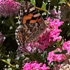 Vanessa kershawi at ANBG - 19 Nov 2023