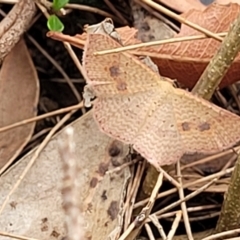 Unidentified Geometer moth (Geometridae) at Thirlmere Lakes National Park - 20 Nov 2023 by trevorpreston