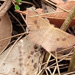 Epicyme rubropunctaria at Wollondilly Local Government Area - 20 Nov 2023 by trevorpreston