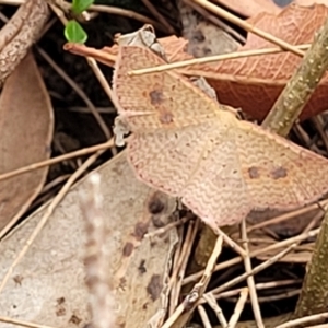 Epicyme rubropunctaria at Thirlmere Lakes National Park - 20 Nov 2023 11:40 AM