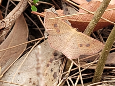 Epicyme rubropunctaria at Thirlmere Lakes National Park - 20 Nov 2023 by trevorpreston