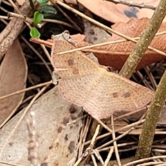Epicyme rubropunctaria at Thirlmere Lakes National Park - 20 Nov 2023 11:40 AM