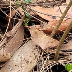 Epicyme rubropunctaria at Thirlmere Lakes National Park - 20 Nov 2023 11:40 AM