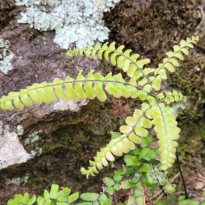 Adiantum hispidulum var. hispidulum at Thirlmere Lakes National Park - suppressed