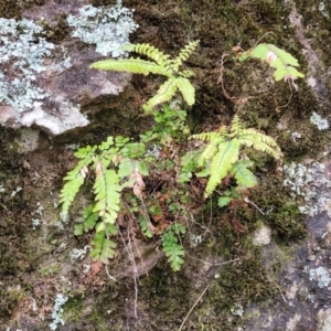 Adiantum hispidulum var. hispidulum at Thirlmere Lakes National Park - suppressed