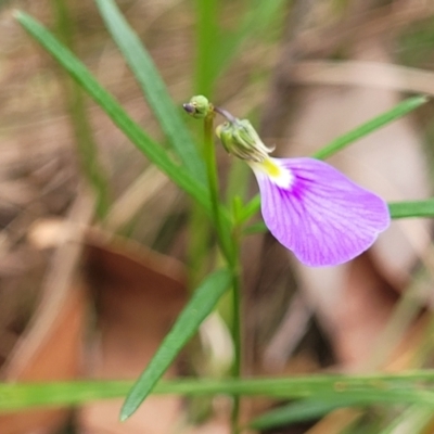 Pigea monopetala (Slender Violet) at Wollondilly Local Government Area - 20 Nov 2023 by trevorpreston