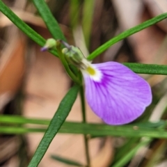 Hybanthus monopetalus at Thirlmere Lakes National Park - 20 Nov 2023 11:39 AM