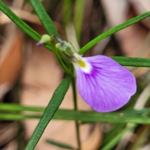 Hybanthus monopetalus at Thirlmere Lakes National Park - 20 Nov 2023 11:39 AM