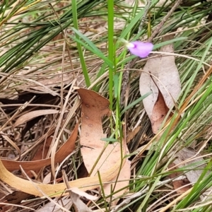 Hybanthus monopetalus at Thirlmere Lakes National Park - 20 Nov 2023 11:39 AM