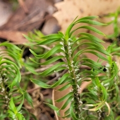 Lomandra obliqua (Twisted Matrush) at Thirlmere, NSW - 20 Nov 2023 by trevorpreston