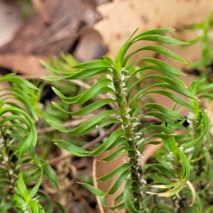 Lomandra obliqua at Wollondilly Local Government Area - 20 Nov 2023